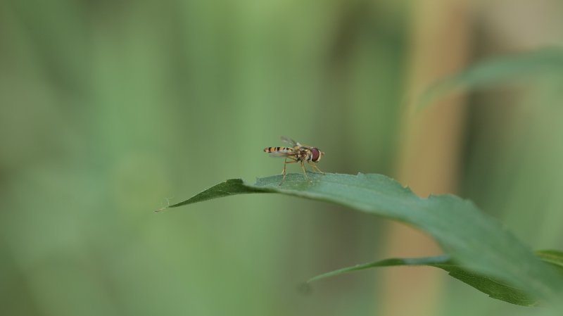 SYRPHE Petite et Délicate. Jardin. LISE JALOUX